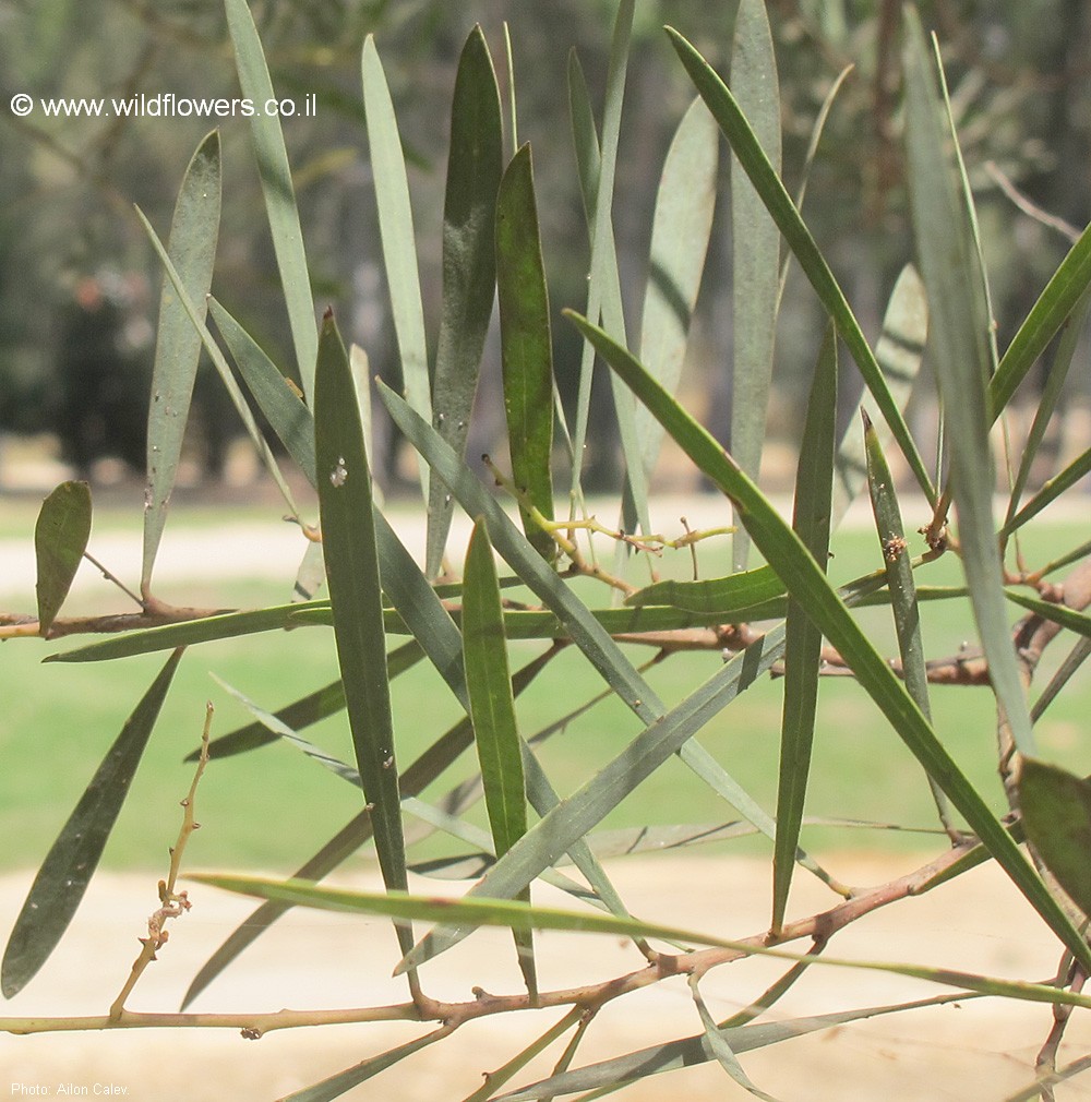 Acacia  retinodes